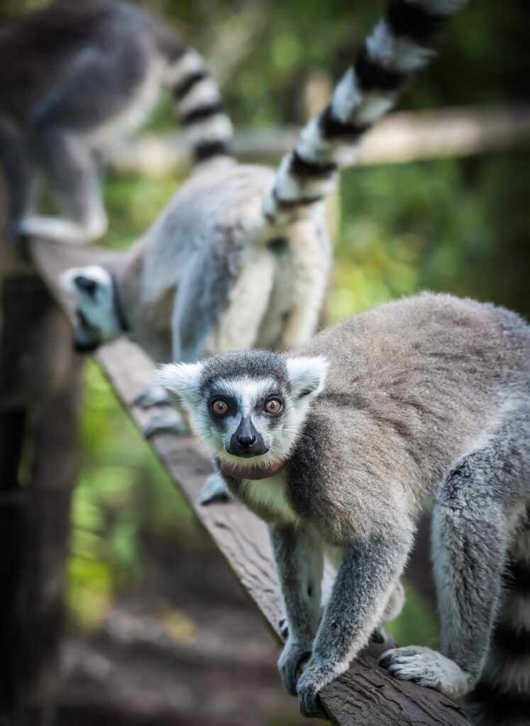 Lemur Foundation (Myakka City, FL)