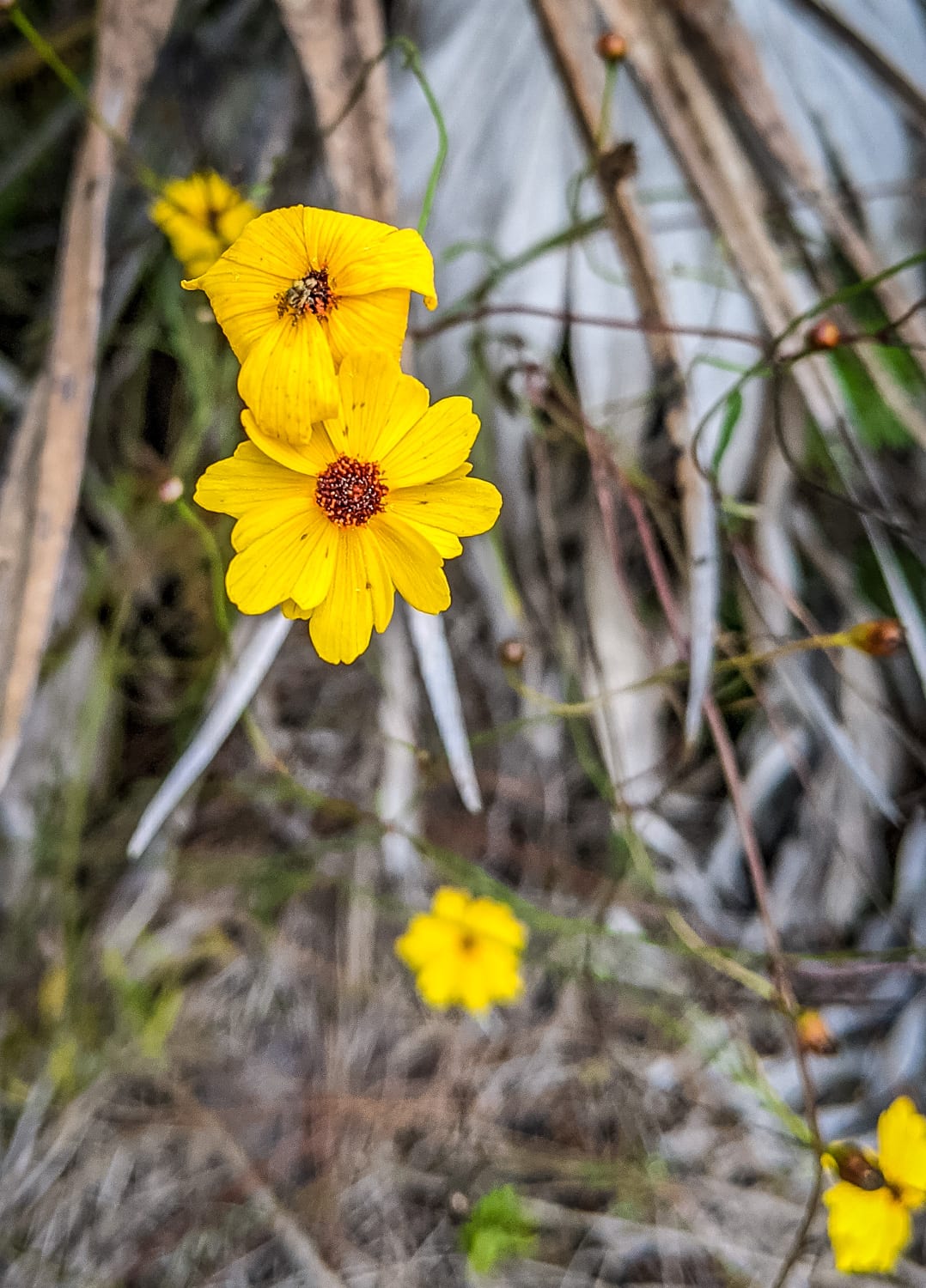 PXL_20210213_162231288-12