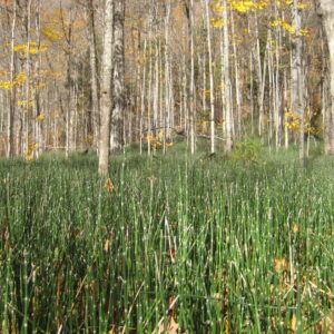 Rough Horsetail (Equisetum hyemale)