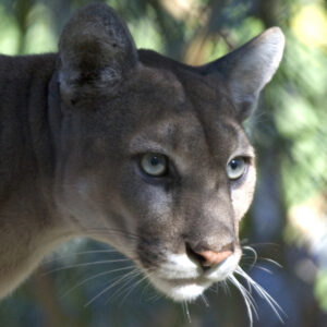 Florida panther (P. c. couguar)