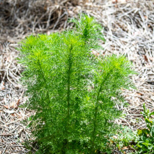 Dogfennel (Eupatorium capillifolium)