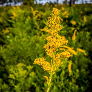 Goldenrod (Solidago)
