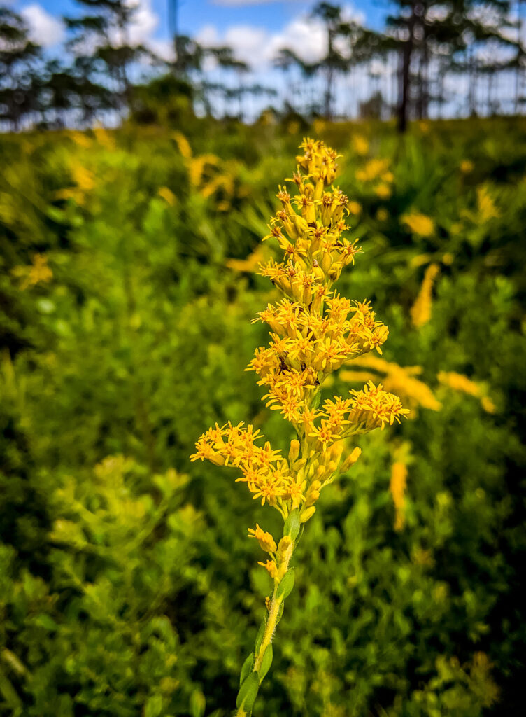 Goldenrod (Solidago)