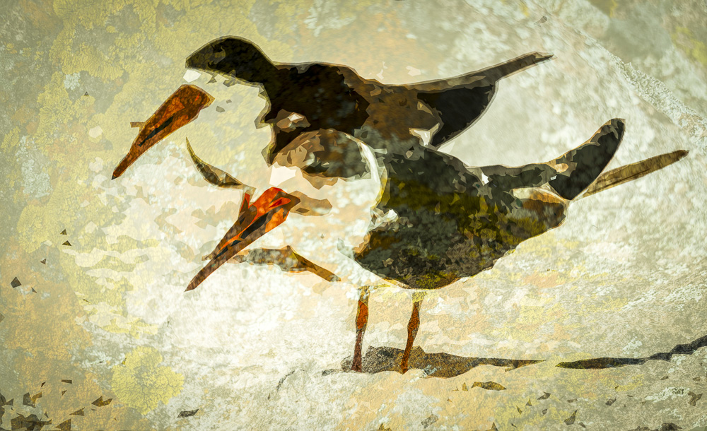 Black Skimmers on Lido Beach