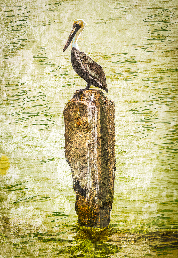Casey Key Brown Pelican