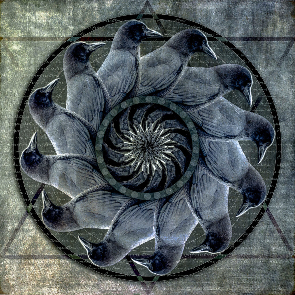 American Crow Mandala