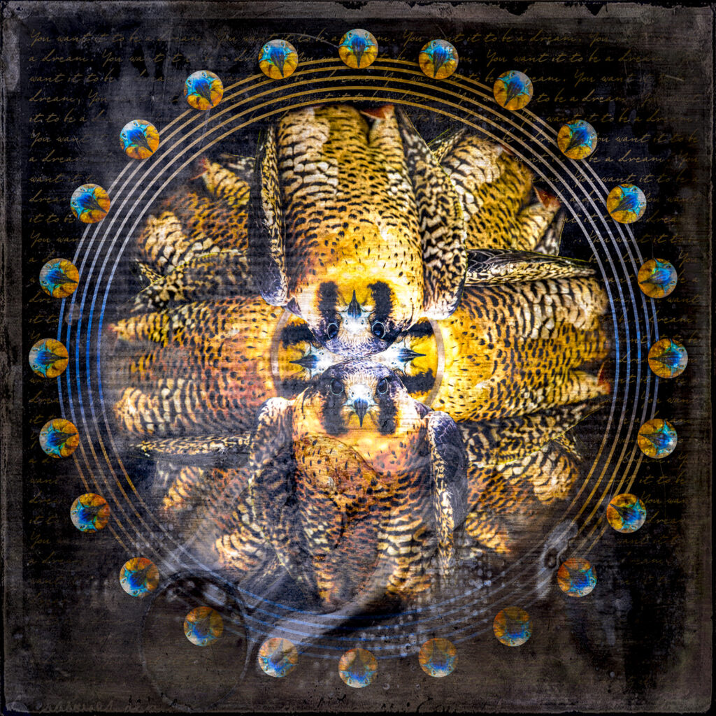 Peregrine Falcon Mandala