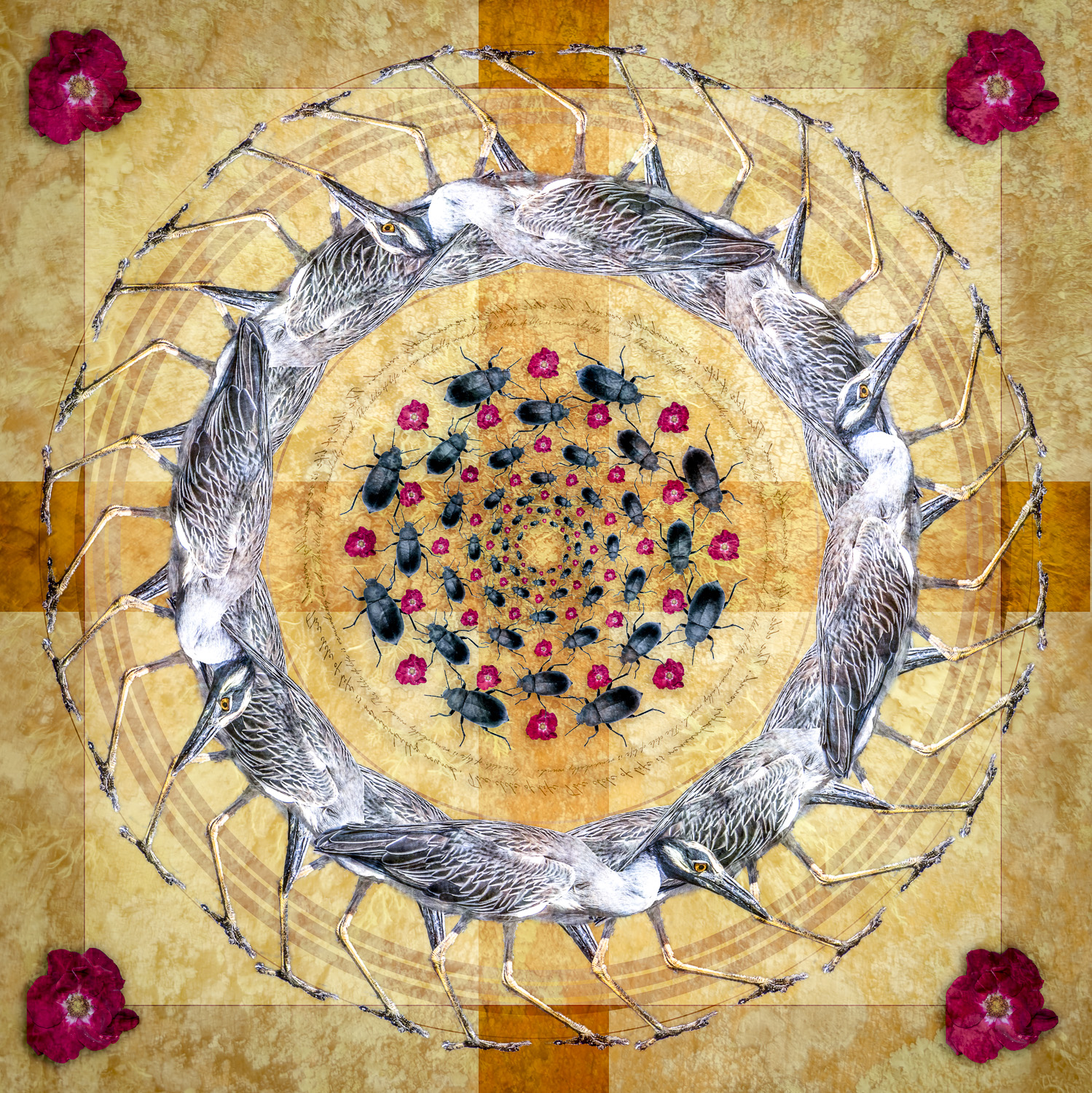 Yellow-crowned Night Heron