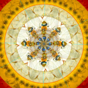 Dragonfly Mandala