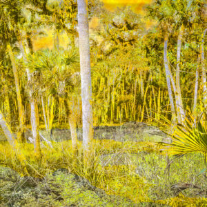 Alligator Point Trail, Myakka River State Park