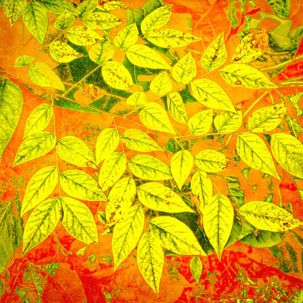 Red & Green