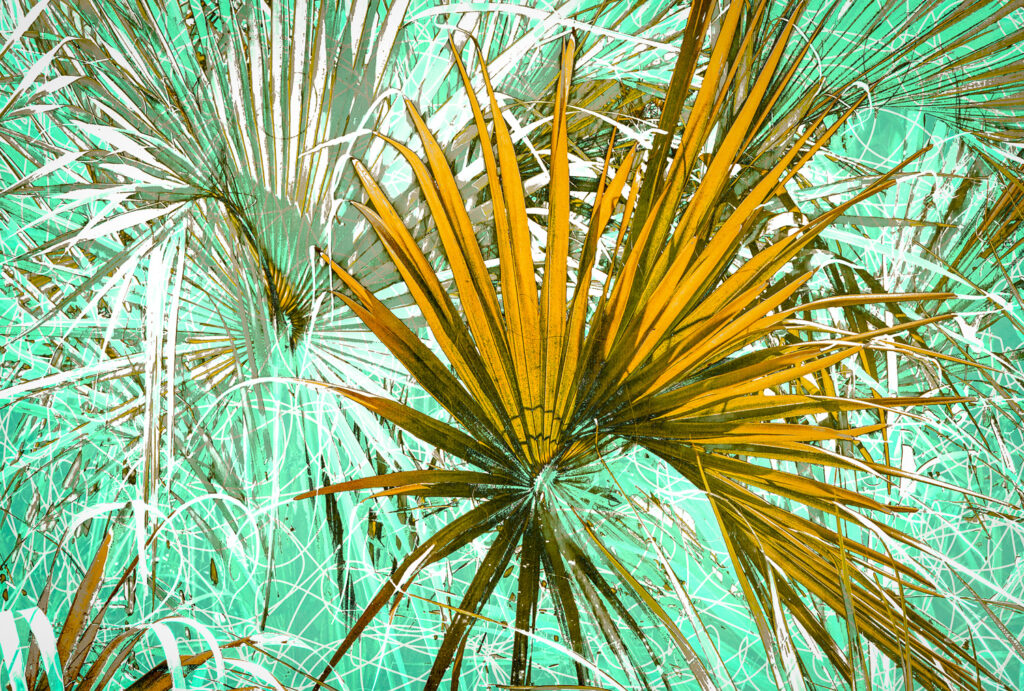Sabal Palm