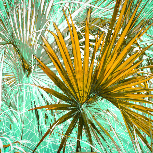 Sabal Palm