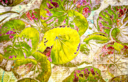 Leopard Plant