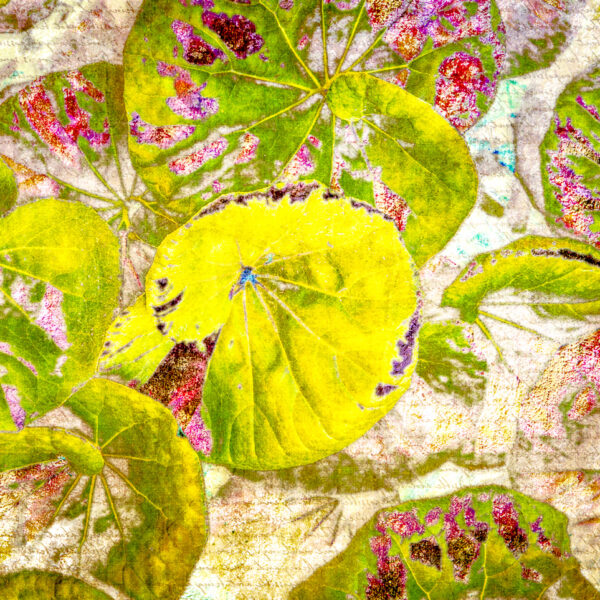 Leopard Plant