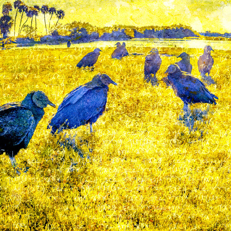 Friends of Myakka - Black Vultures at Deep Hole, Myakka River State Park