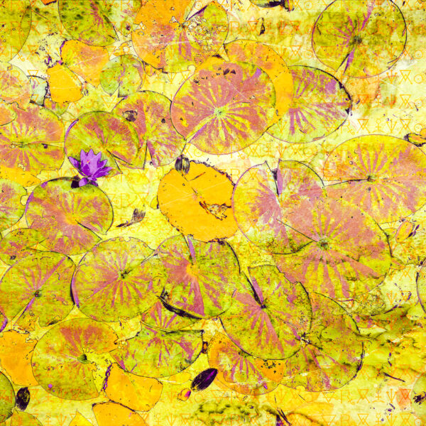 Lily Pads