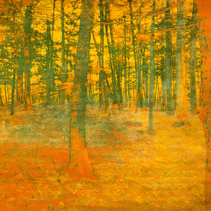 Belden Forest, Simsbury, CT - Part of the Old-Growth Forest Network