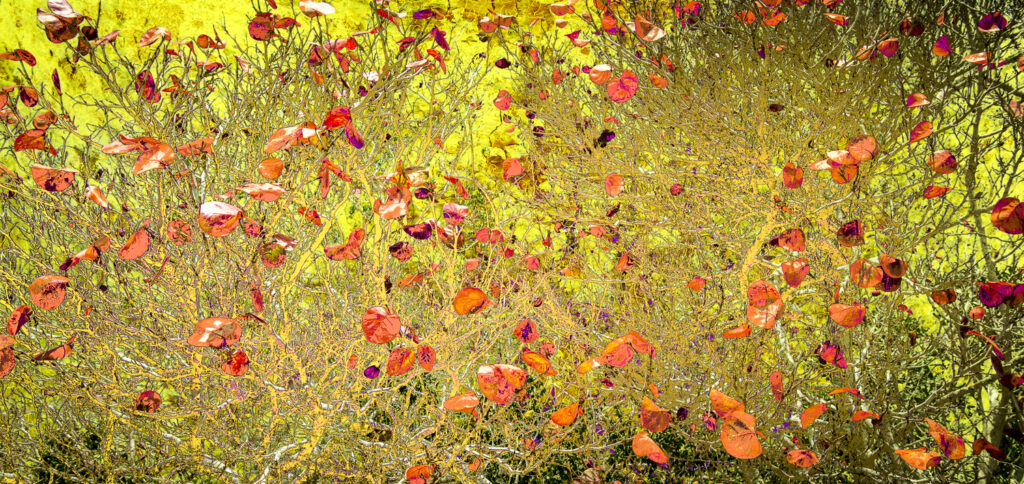 Seagrape at Spanish Point