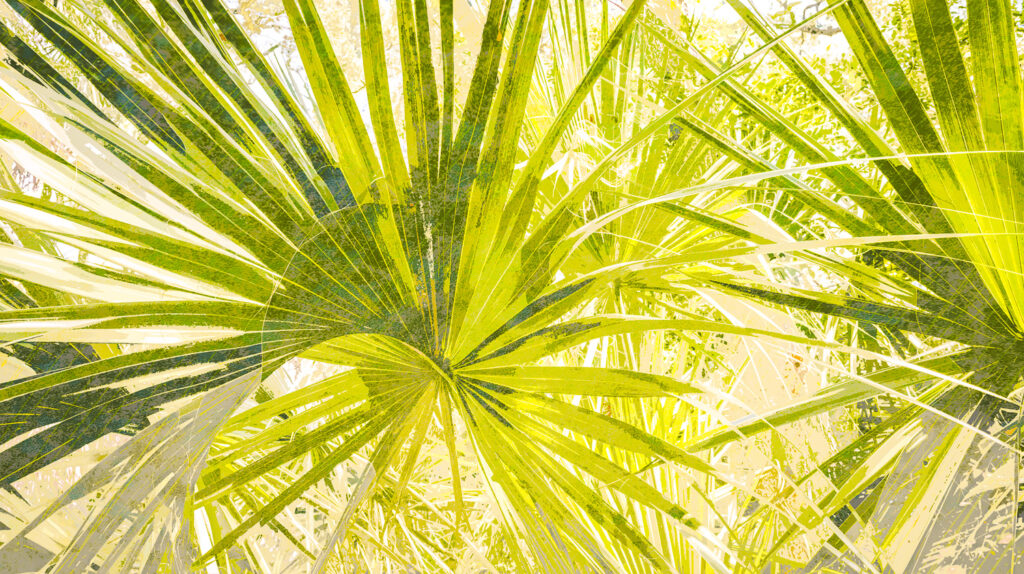 Cabbage Palms