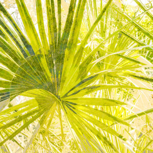 Cabbage Palms