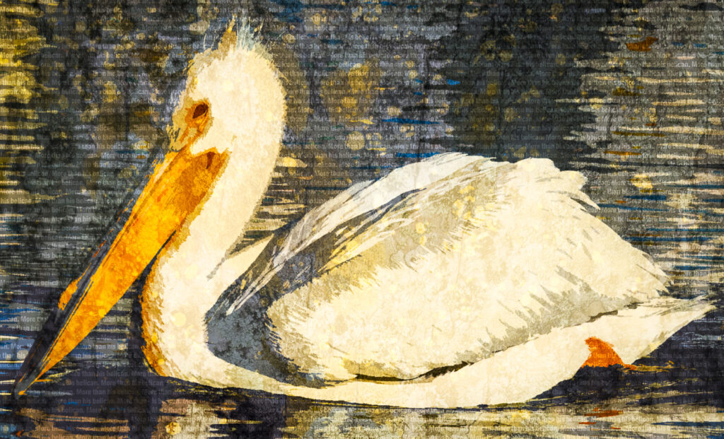 White Pelicans
