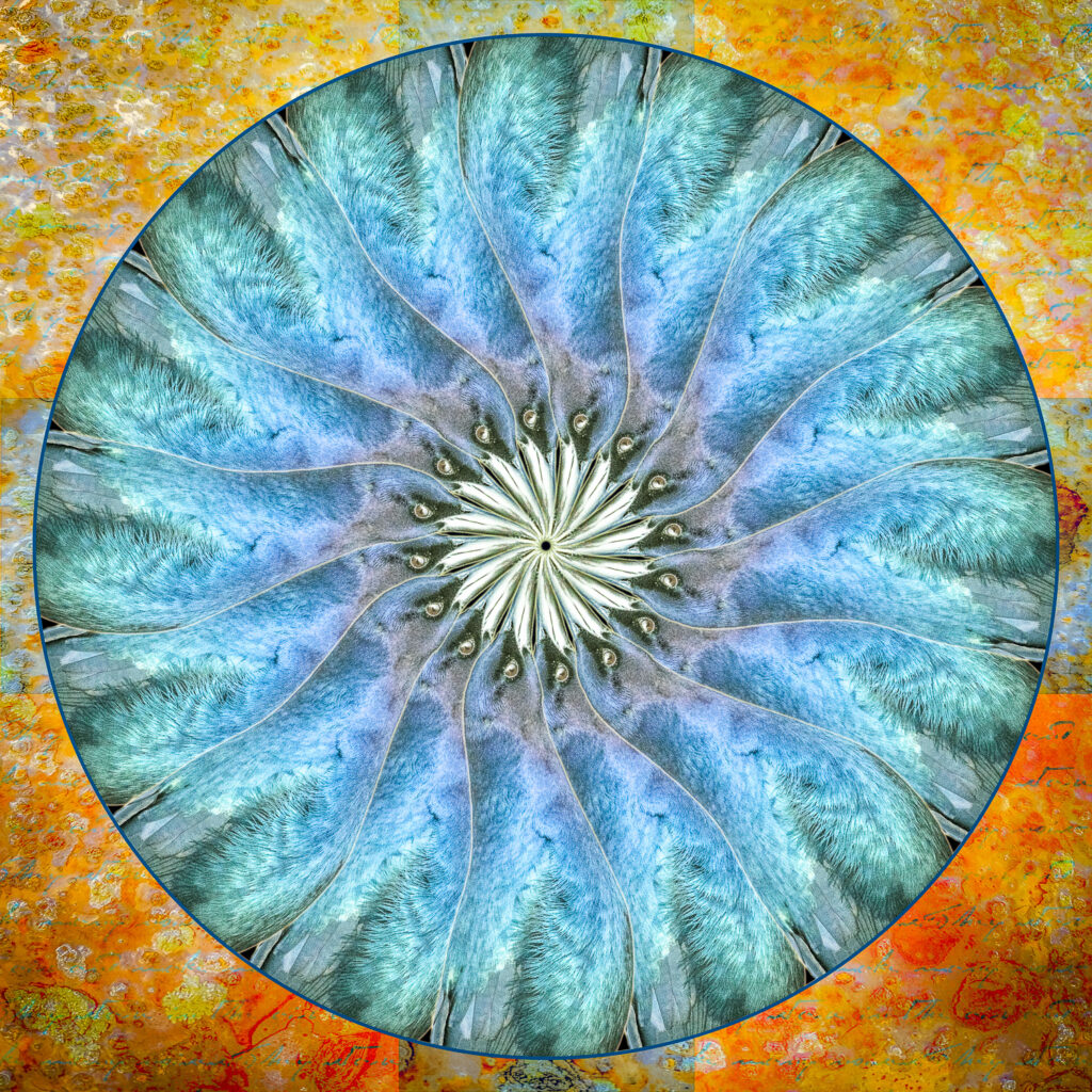 Boat-tailed Grackle Mandala