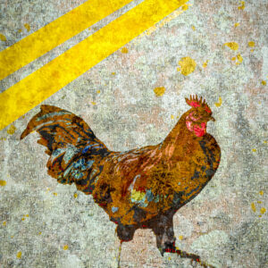 Chickens in Key West