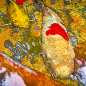 Koi at Selby