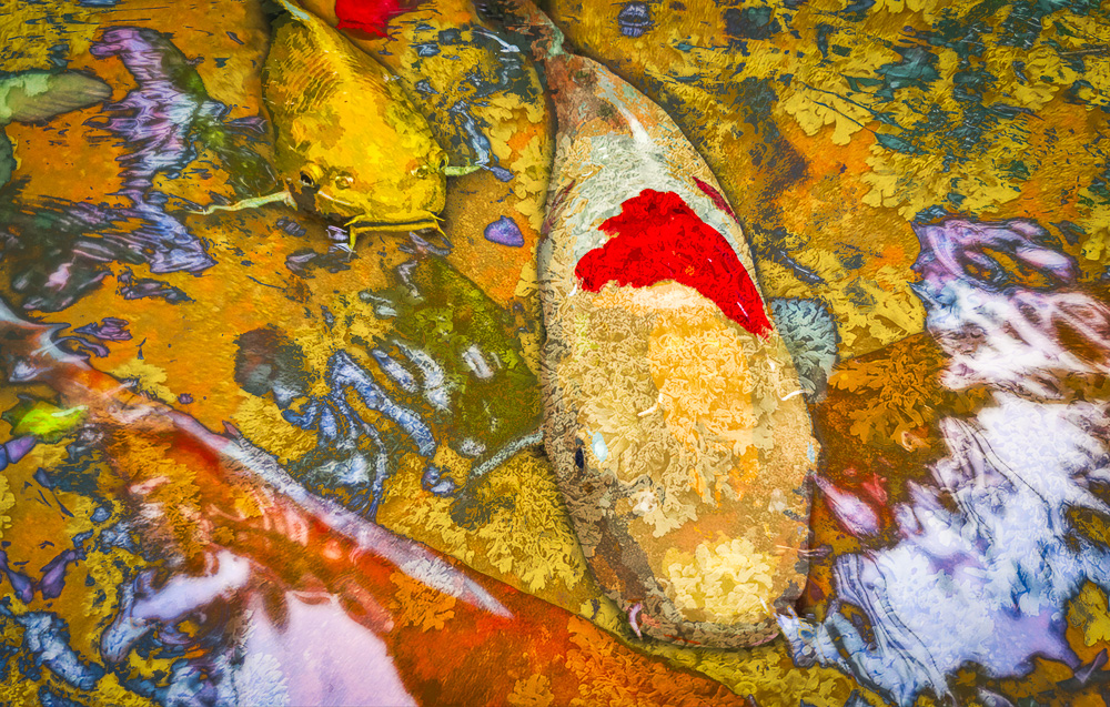 Koi at Selby