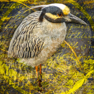 Yellow-crowned Night Heron at Corkscrew