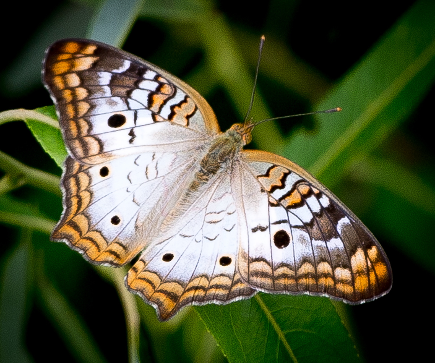 White Peacock Butterfly (Anartia jatrophae) The Lazy Naturalist