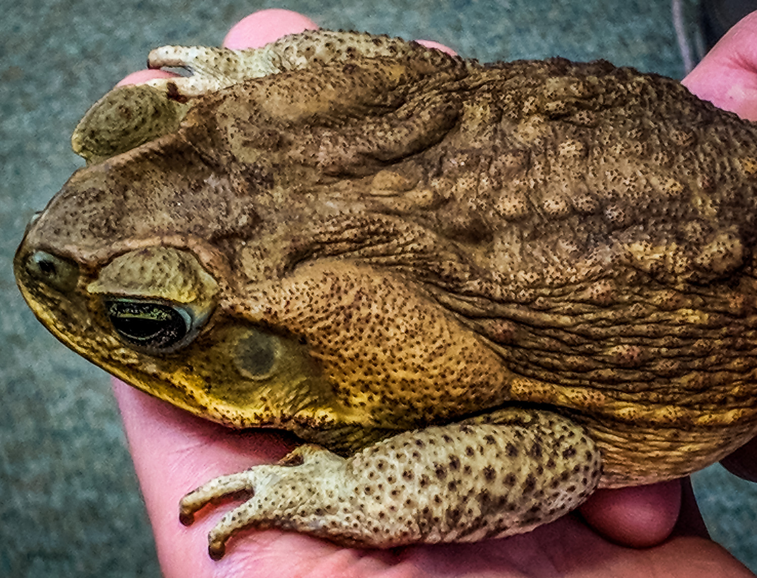 Cane Toad (Rhinella marina) The Lazy Naturalist Sarasota, Florida