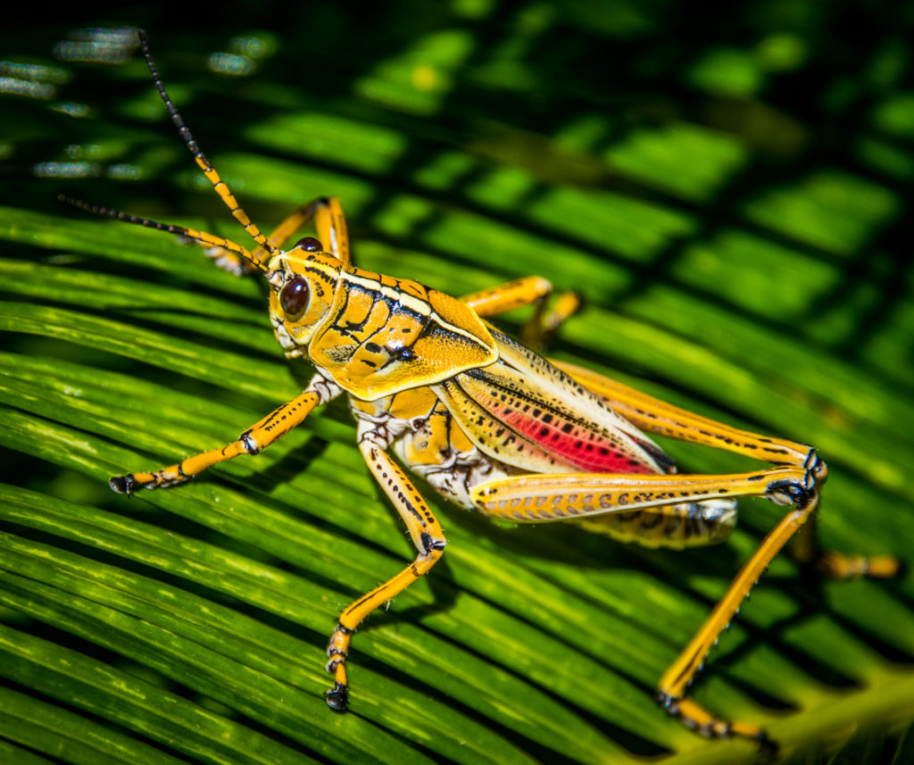 Eastern Lubber Grasshopper (Romalea guttata) - The Lazy Naturalist