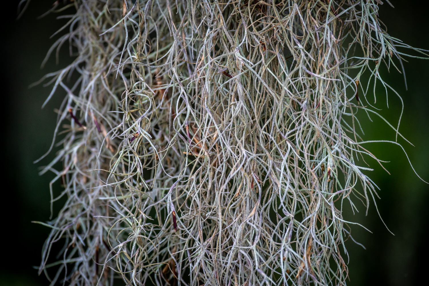 Fresh Harvested North Florida Spanish Moss Air Plant