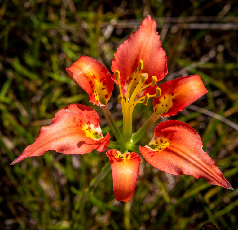 Pine Lily (Lilium catesbaei) The Lazy Naturalist Sarasota, Florida