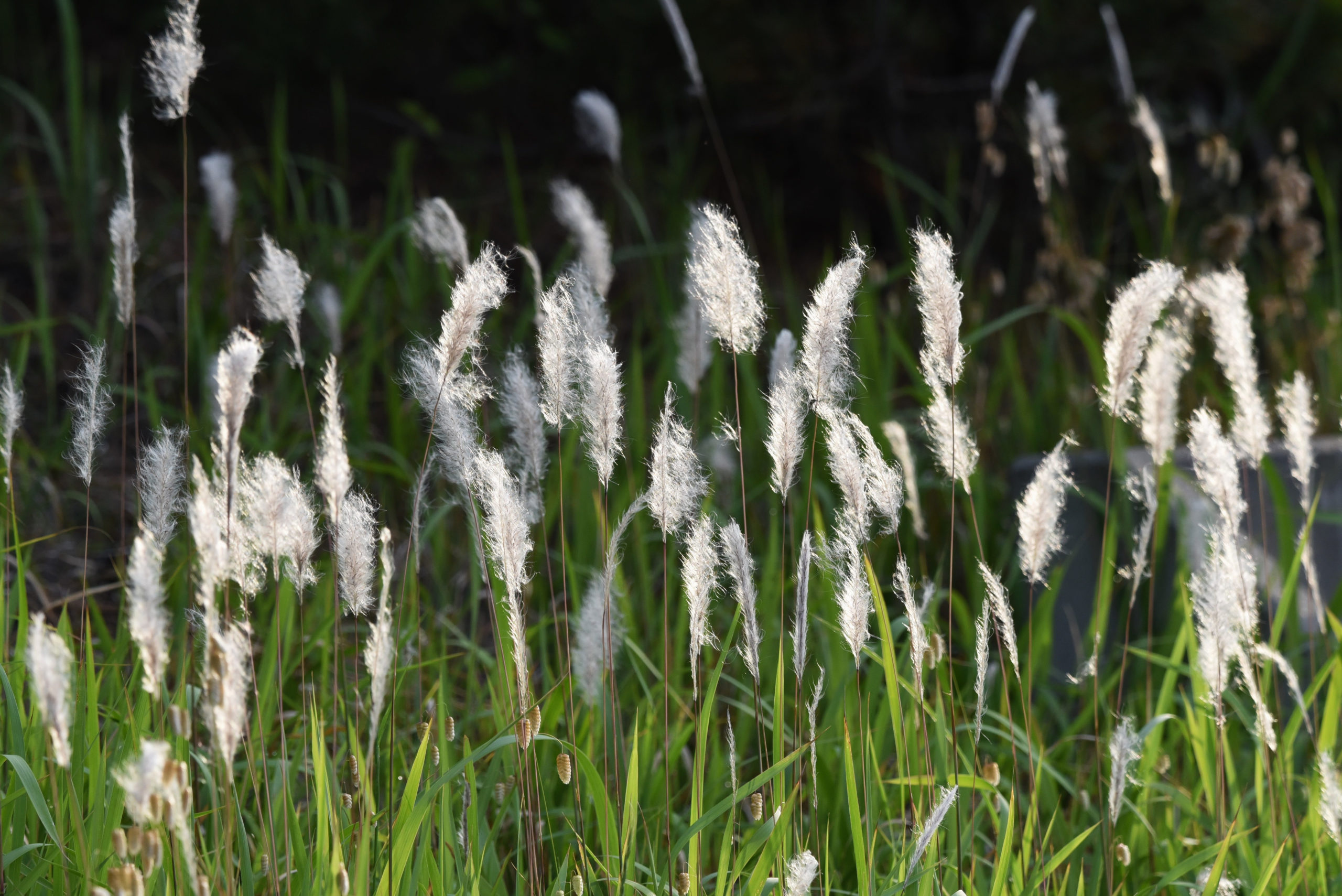 Cogon Grass (Imperata cylindrica) The Lazy Naturalist Sarasota, Florida