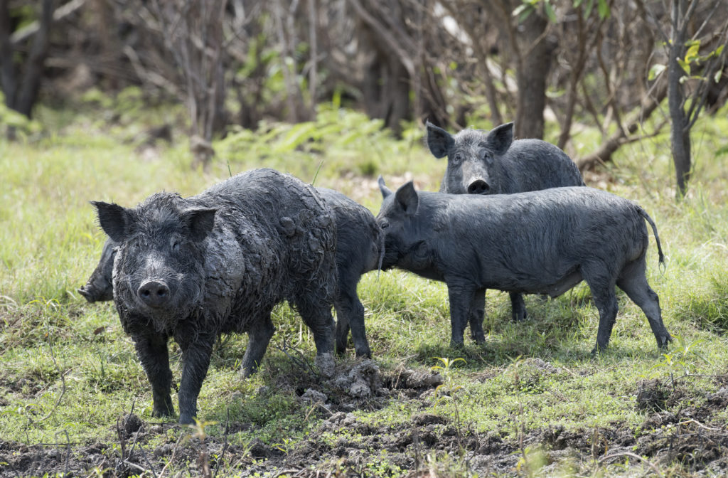 Wild boar  Britannica