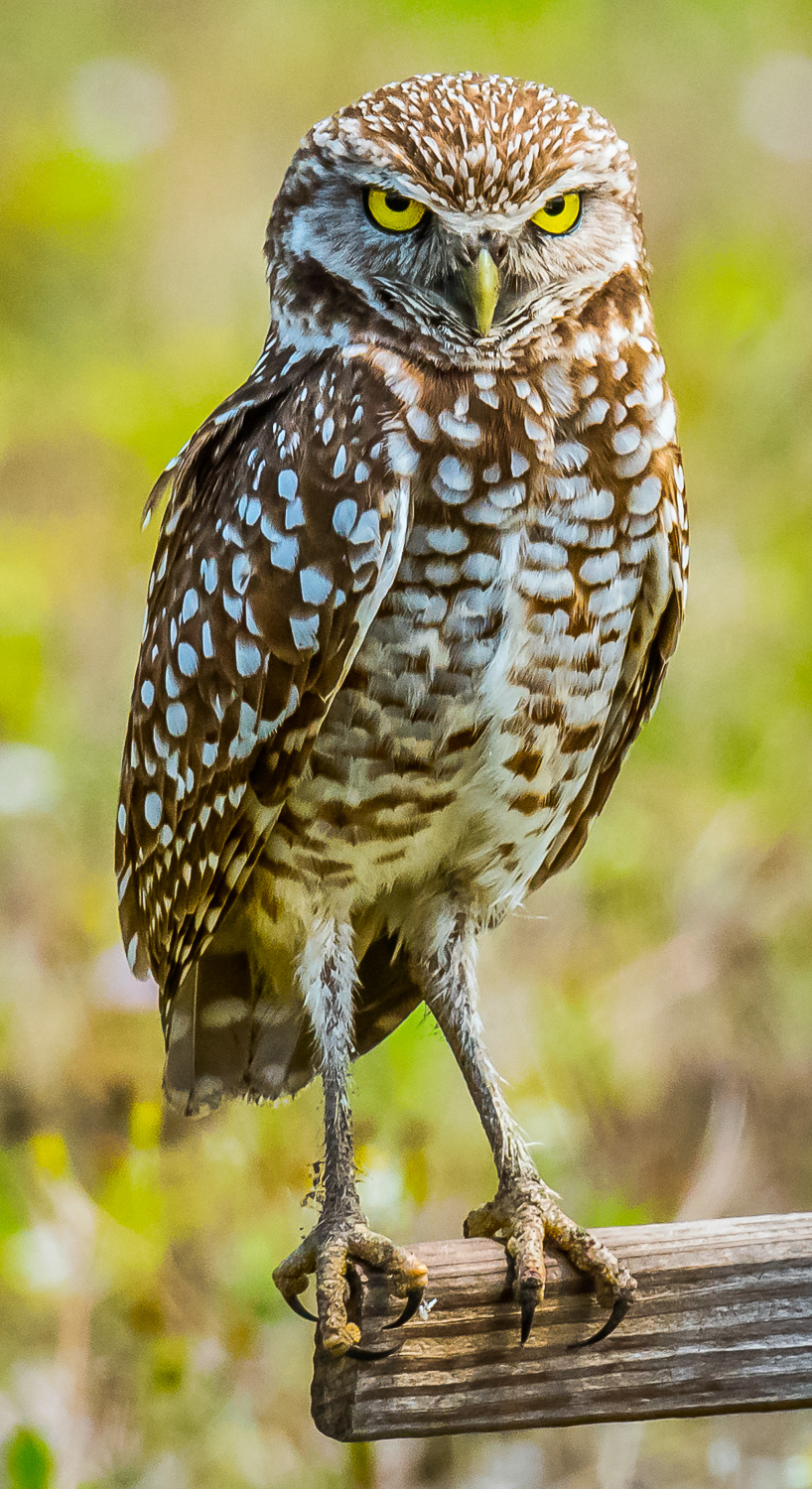 Burrowing Owl (Athene cunicularia) - The Lazy Naturalist 