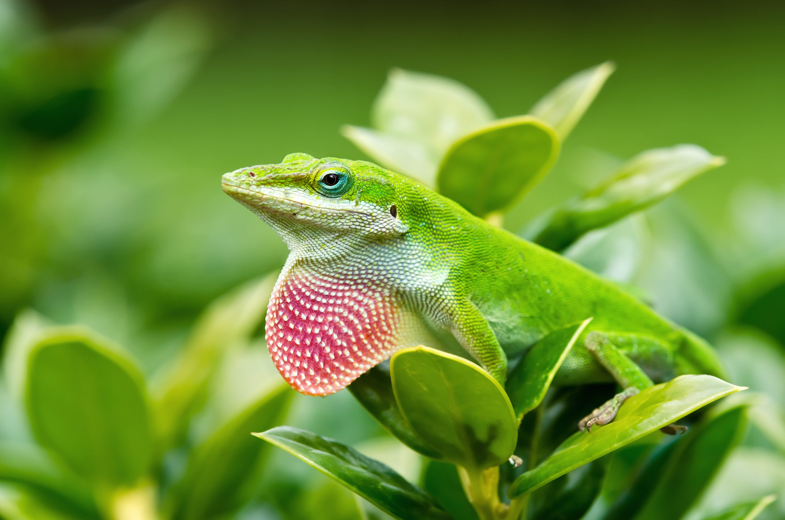 Green Anole (Anolis carolinensis) The Lazy Naturalist Sarasota, Florida