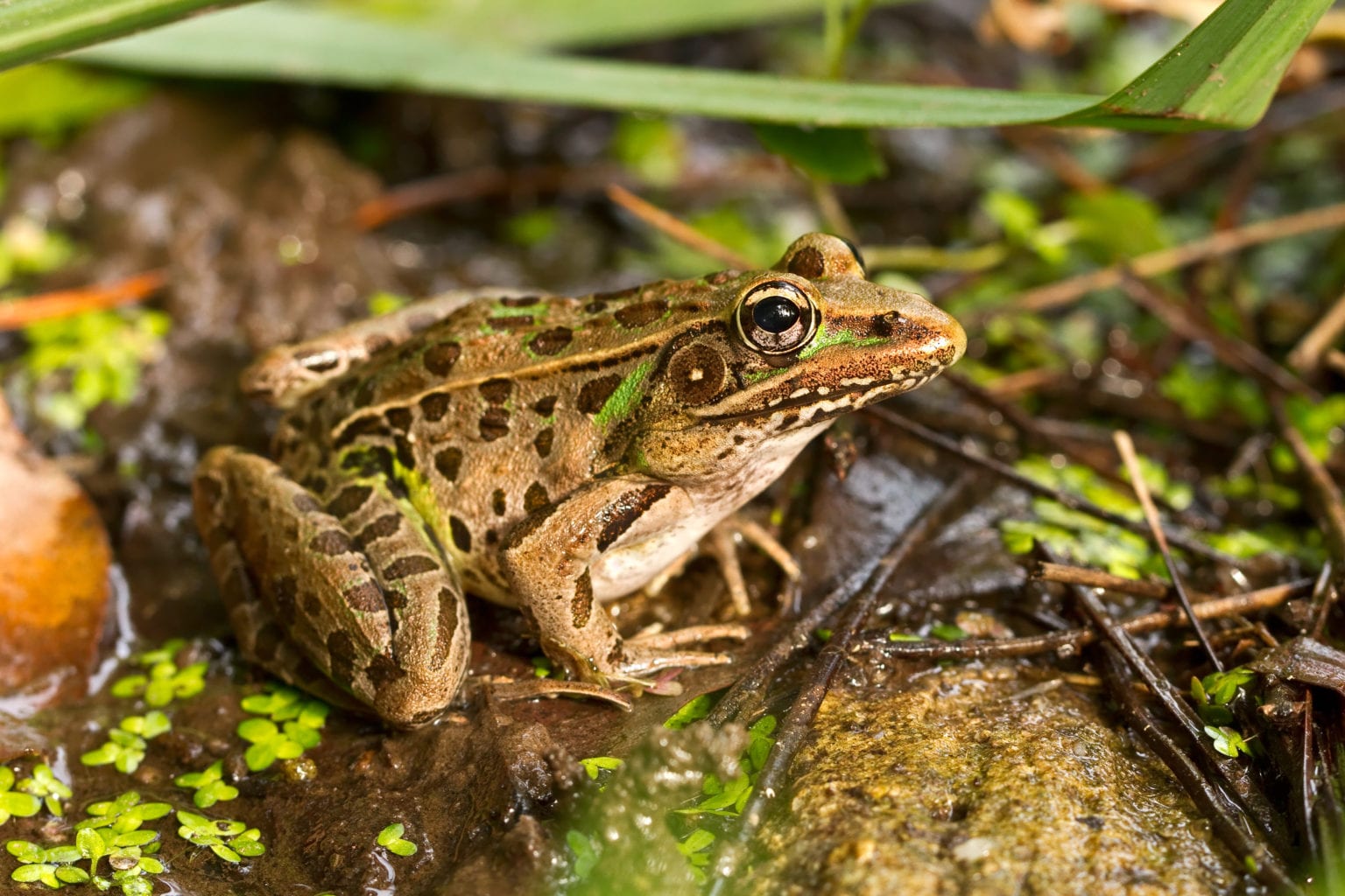 Southern leopard frog (Lithobates sphenocephalus) The Lazy Naturalist