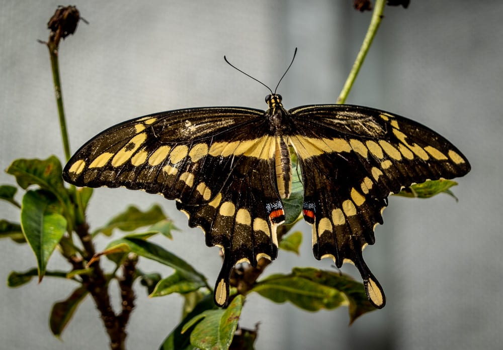 giant swallowtail (Papilio cresphontes) 
