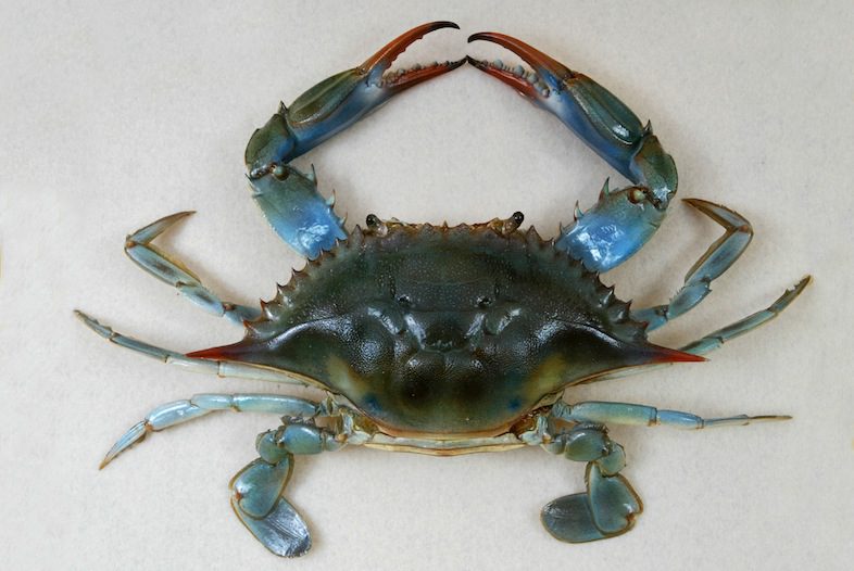 Maryland scientists mapped the DNA of a blue crab for the first time. It  could unlock new clues to understanding the species. – Baltimore Sun