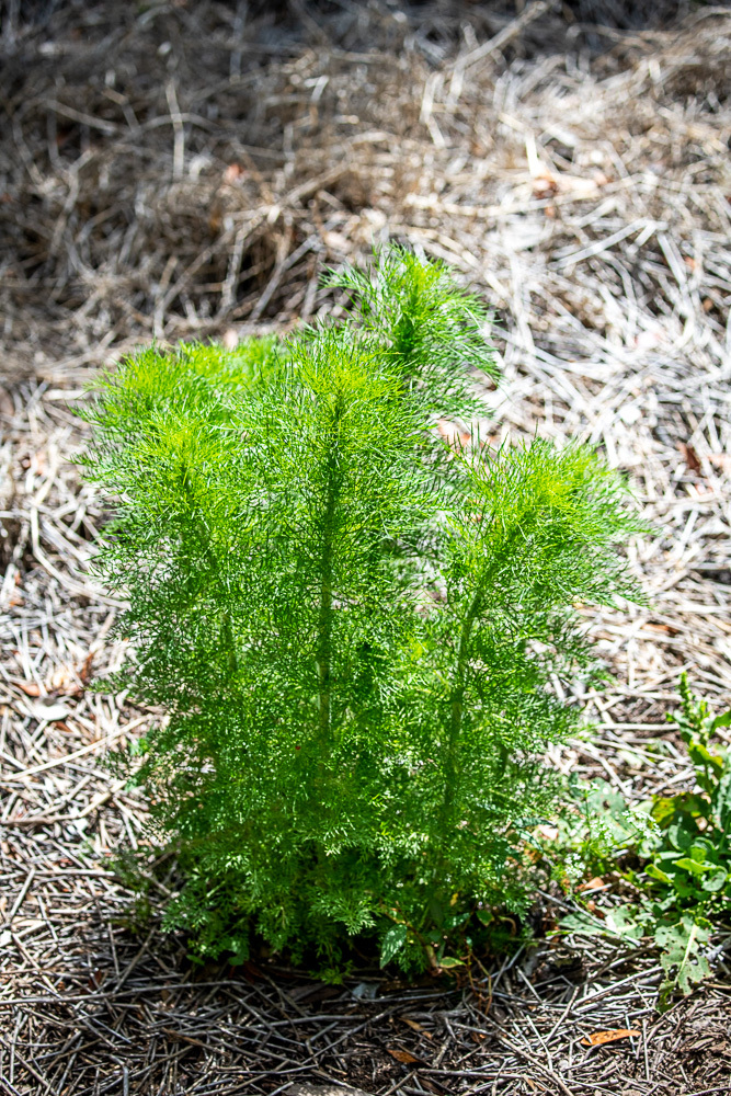 Image of Dog fennel along a roadside