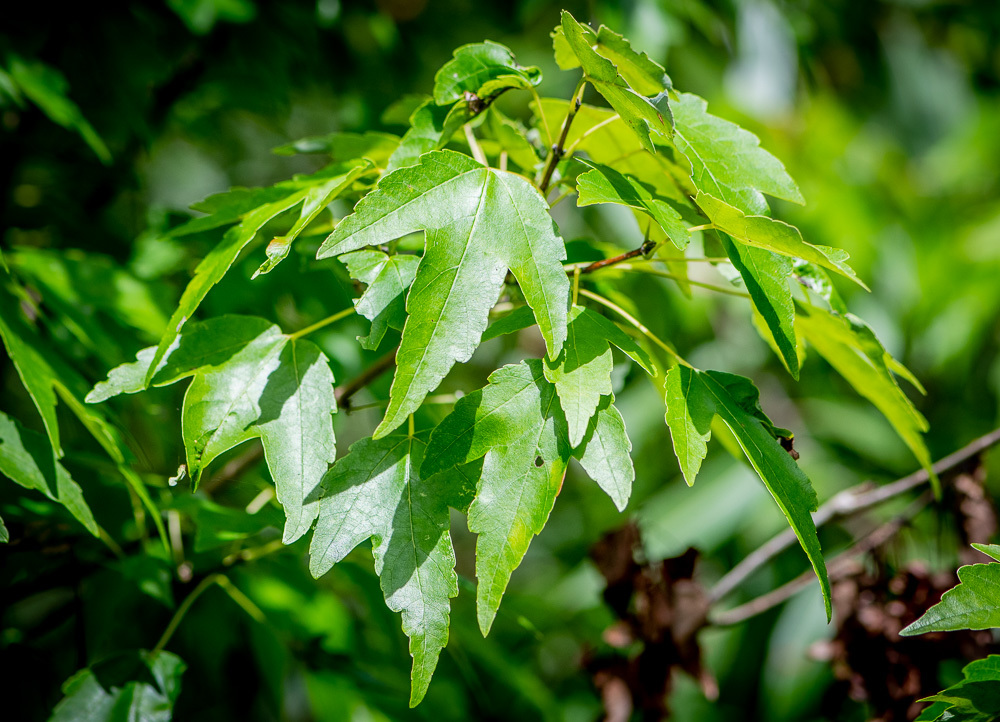 Maple Tree Guide: 14 Species, Types, Colors, Identification, Diseases