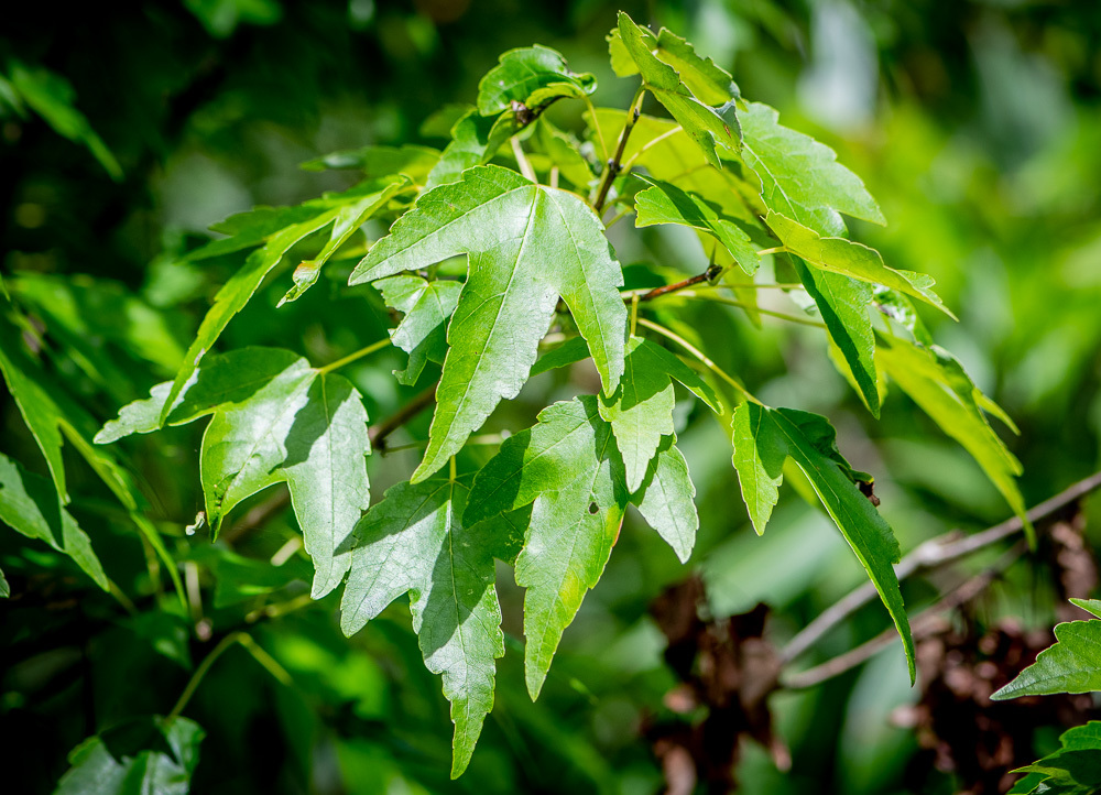 Acer rubrum - Wikipedia